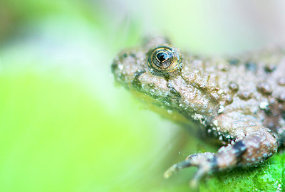 BUITEN BEELD Foto: 235524