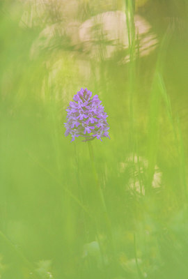 BUITEN BEELD Foto: 235601