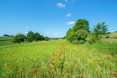 BUITEN BEELD Foto: 235612