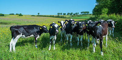 BUITEN BEELD Foto: 235615
