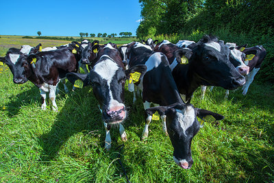 BUITEN BEELD Foto: 235616