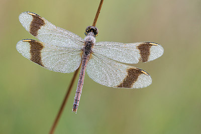 BUITEN BEELD Foto: 235628
