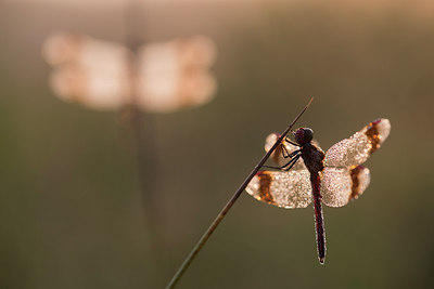 BUITEN BEELD Foto: 235630