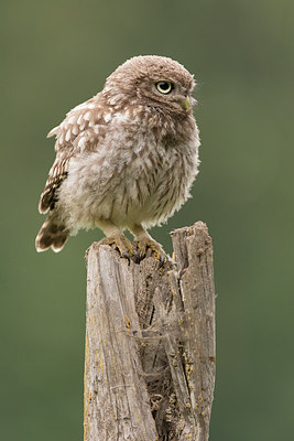 BUITEN BEELD Foto: 235631