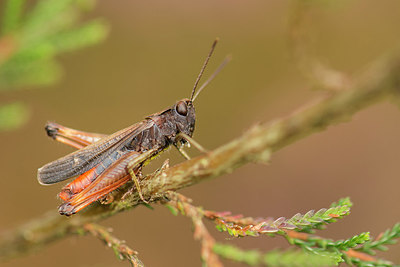 BUITEN BEELD Foto: 235633