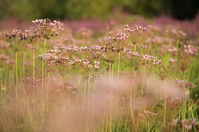 BUITEN BEELD Foto: 235635