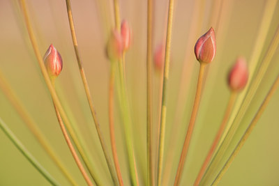 BUITEN BEELD Foto: 235636