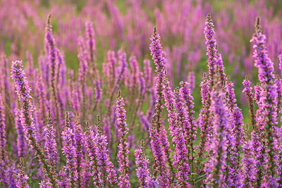 BUITEN BEELD Foto: 235637