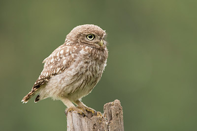 BUITEN BEELD Foto: 235638
