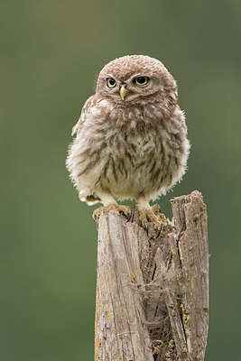 BUITEN BEELD Foto: 235639
