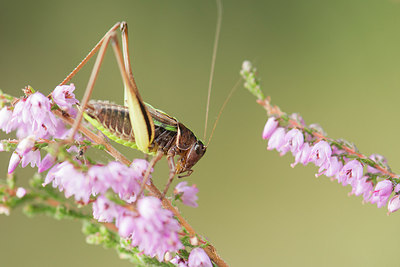 BUITEN BEELD Foto: 235641