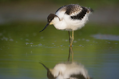 BUITEN BEELD Foto: 235653