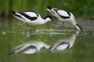 BUITEN BEELD Foto: 235657