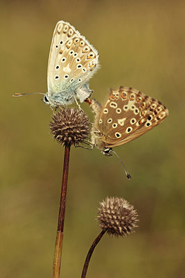 BUITEN BEELD Foto: 235689
