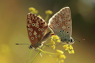 BUITEN BEELD Foto: 235692