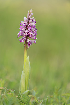 BUITEN BEELD Foto: 235696