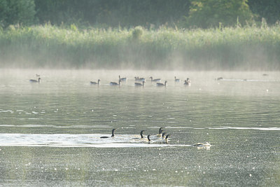 BUITEN BEELD Foto: 235698