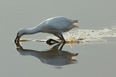 BUITEN BEELD Foto: 235704