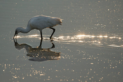 BUITEN BEELD Foto: 235706