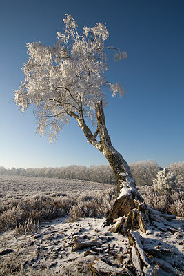 BUITEN BEELD Foto: 235727