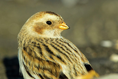 BUITEN BEELD Foto: 235735
