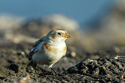 BUITEN BEELD Foto: 235736