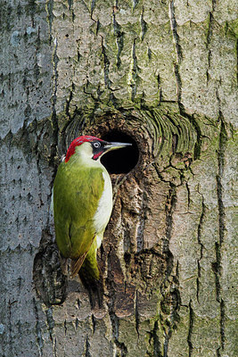 BUITEN BEELD Foto: 235748