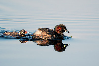 BUITEN BEELD Foto: 235749