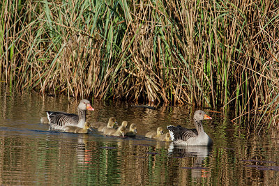BUITEN BEELD Foto: 235750