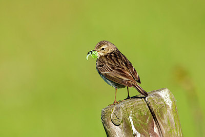 BUITEN BEELD Foto: 235753