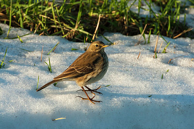 BUITEN BEELD Foto: 235756