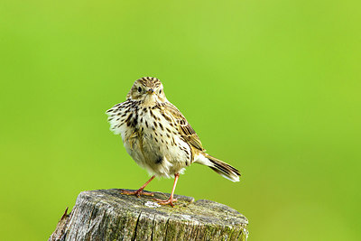 BUITEN BEELD Foto: 235758