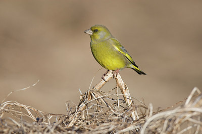 BUITEN BEELD Foto: 235763