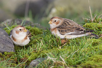 BUITEN BEELD Foto: 235770