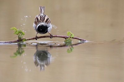 BUITEN BEELD Foto: 235794