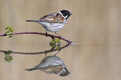 BUITEN BEELD Foto: 235796