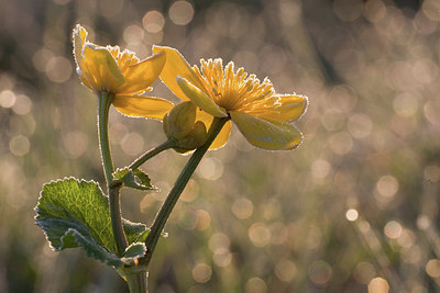 BUITEN BEELD Foto: 235814