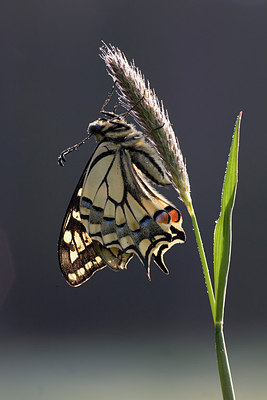 BUITEN BEELD Foto: 235818