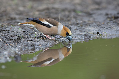 BUITEN BEELD Foto: 235823