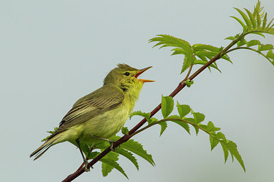 BUITEN BEELD Foto: 235860