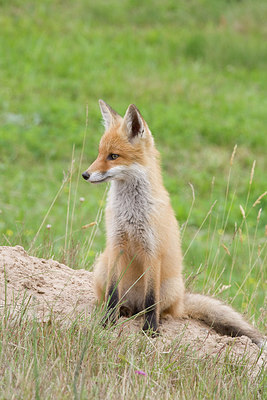 BUITEN BEELD Foto: 235870