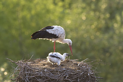 BUITEN BEELD Foto: 235887