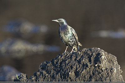 BUITEN BEELD Foto: 235923