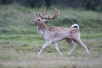 BUITEN BEELD Foto: 235952