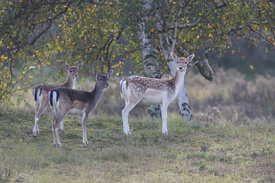 BUITEN BEELD Foto: 235954