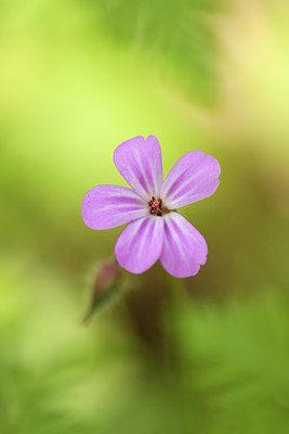 BUITEN BEELD Foto: 235967