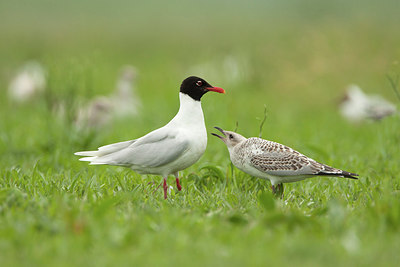 BUITEN BEELD Foto: 235971