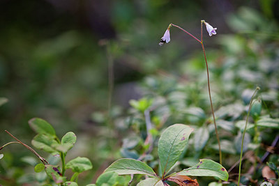BUITEN BEELD Foto: 236006
