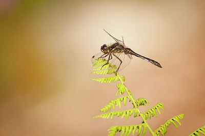 BUITEN BEELD Foto: 236008