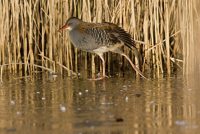 BUITEN BEELD Foto: 236013